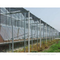 Venlo Glass greenhouse for strawberry tomatoes